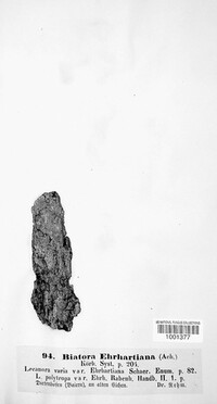 Cliostomum corrugatum image